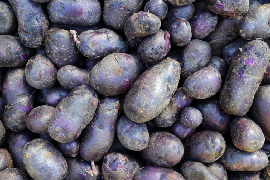Harvested purple potatoes