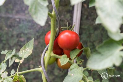 Saint Pierre tomato: height, taste & growing the beefsteak tomato