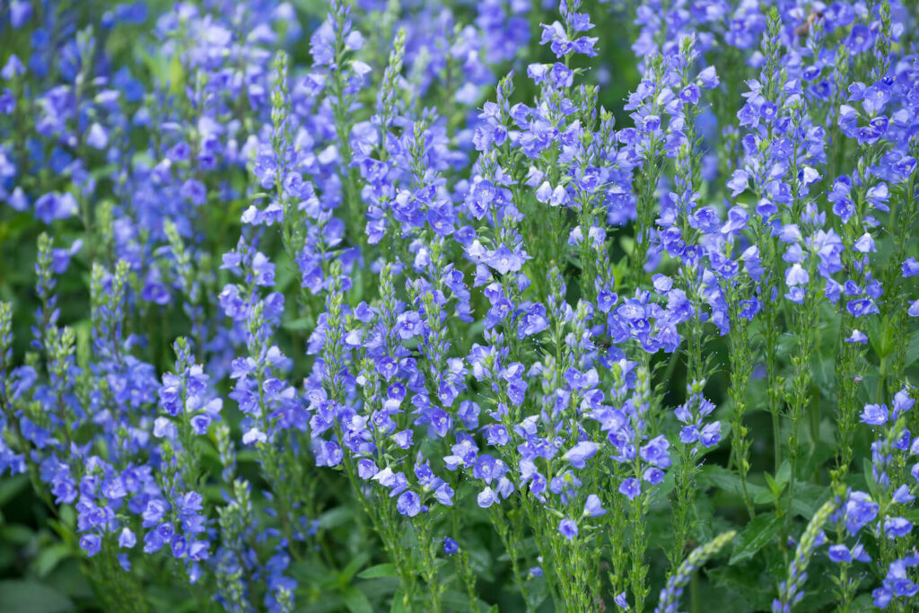 A speedwell blooms in a light blue