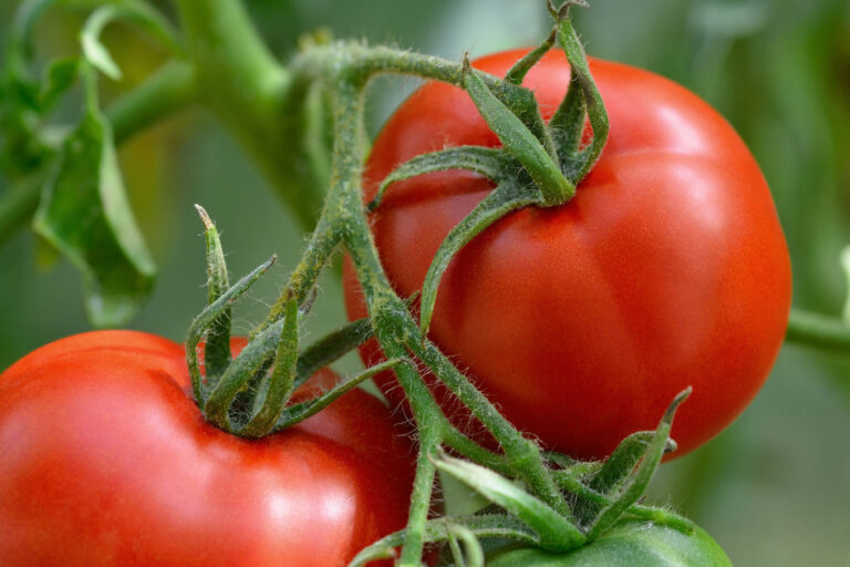 Saint Pierre tomato: plant facts & care - Plantura