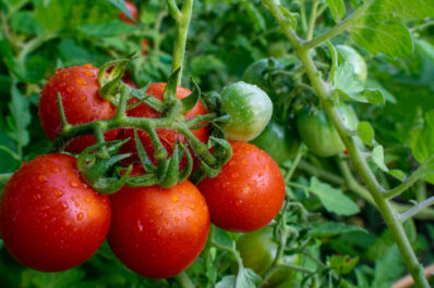 Tamina tomato: cultivation & care