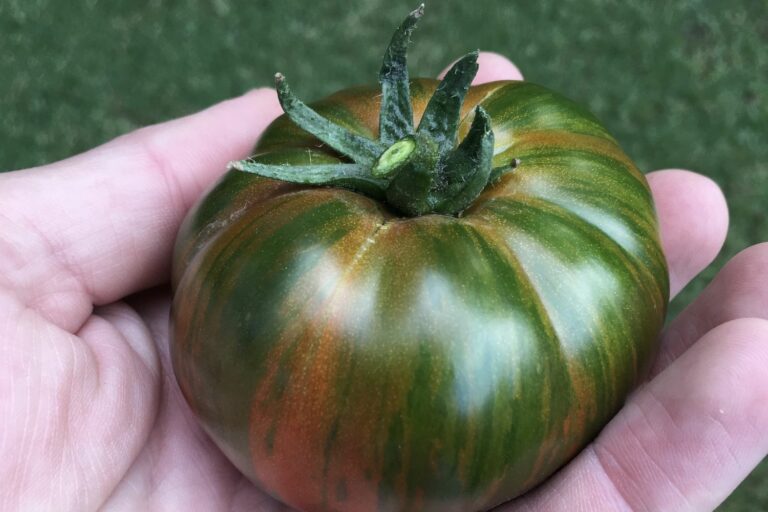 Chocolate Stripes tomato growing, pruning & more Plantura