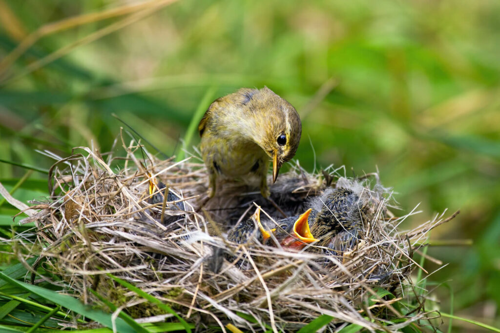 A willow warbler feeds its young in the nest