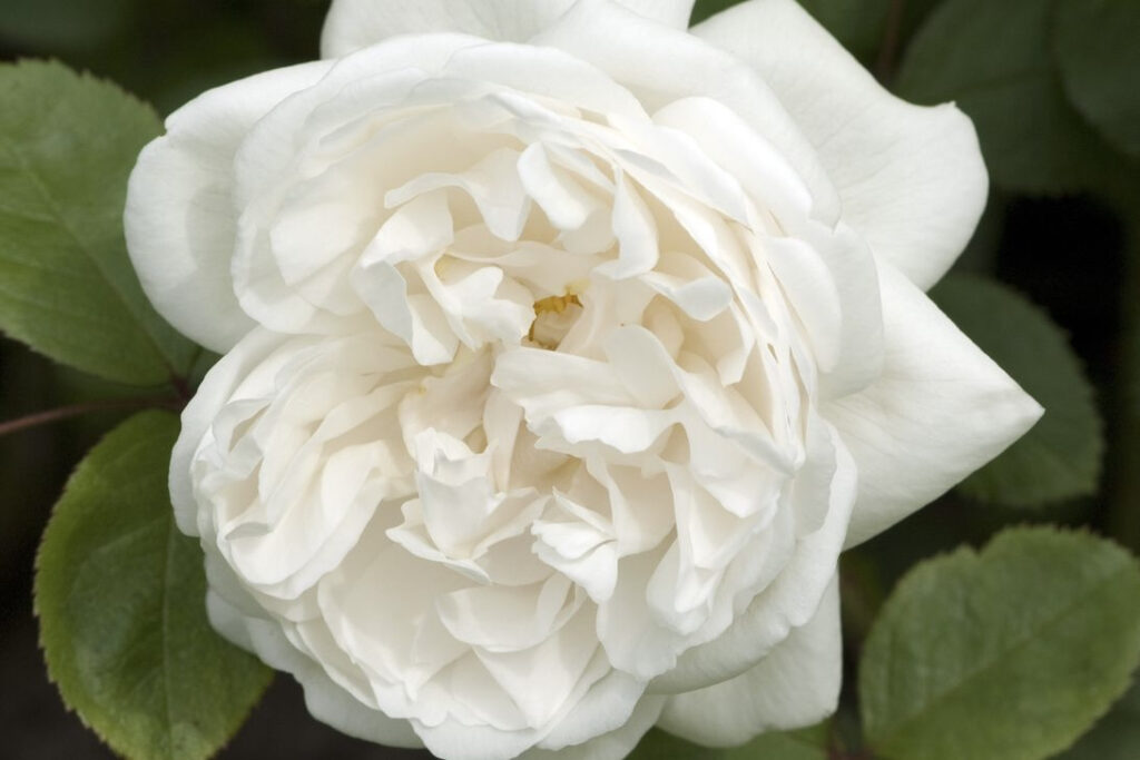   flower of a Winchester Cathedral rose