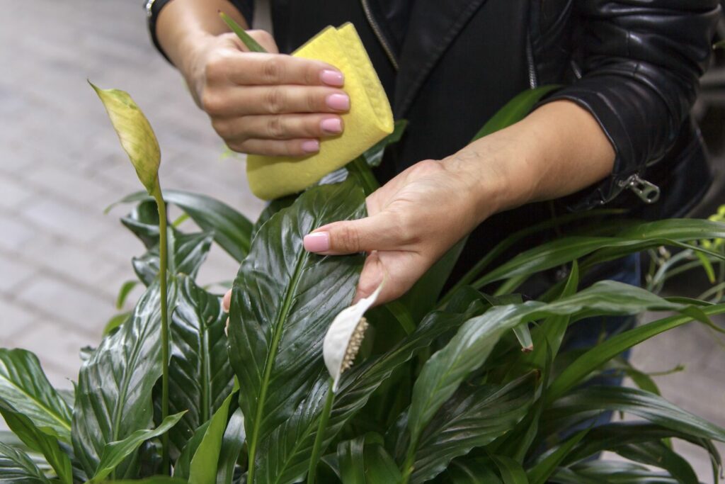 Person wiping peace lily leaves