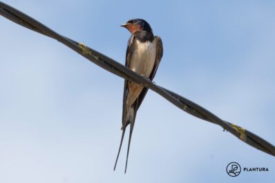 Barn swallow: facts & profile
