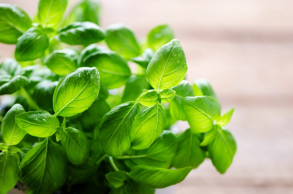 Abundant green basil plant leaves