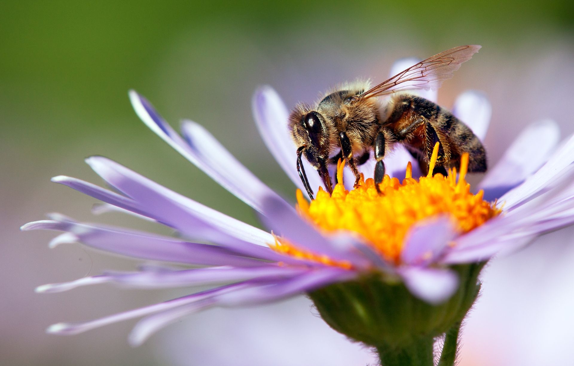 bee pollination