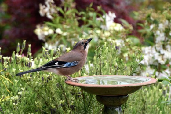 Bird bath: types, location & winter care