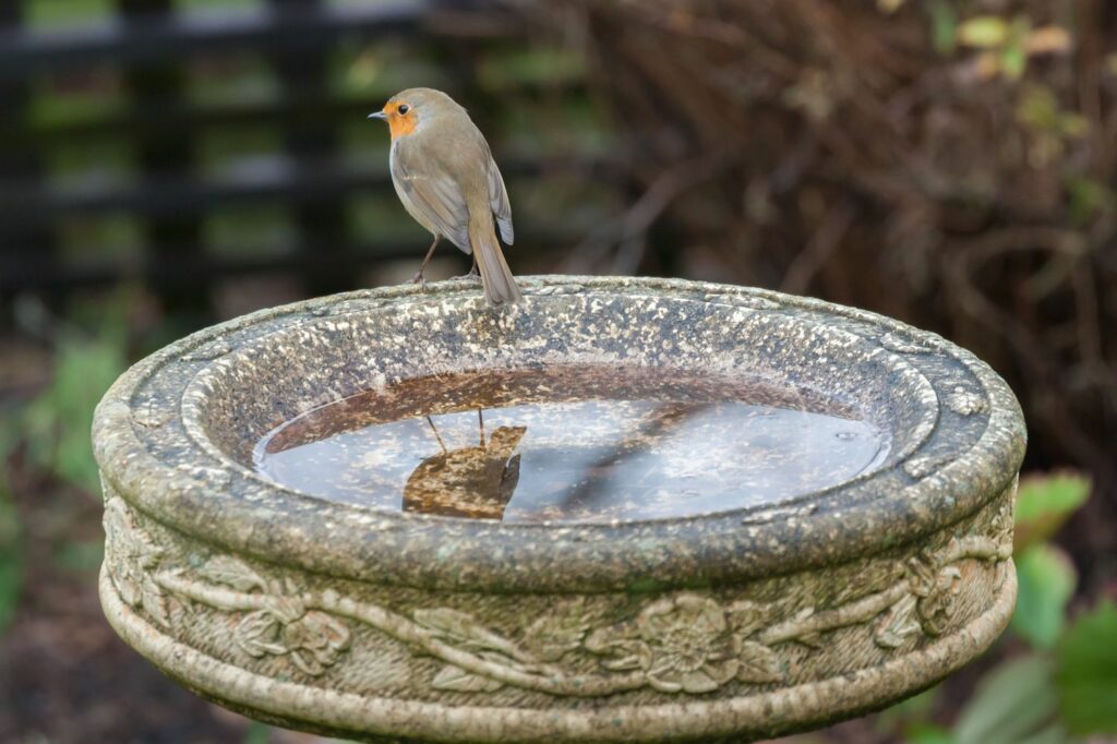 Robin on edge of stone bird bath