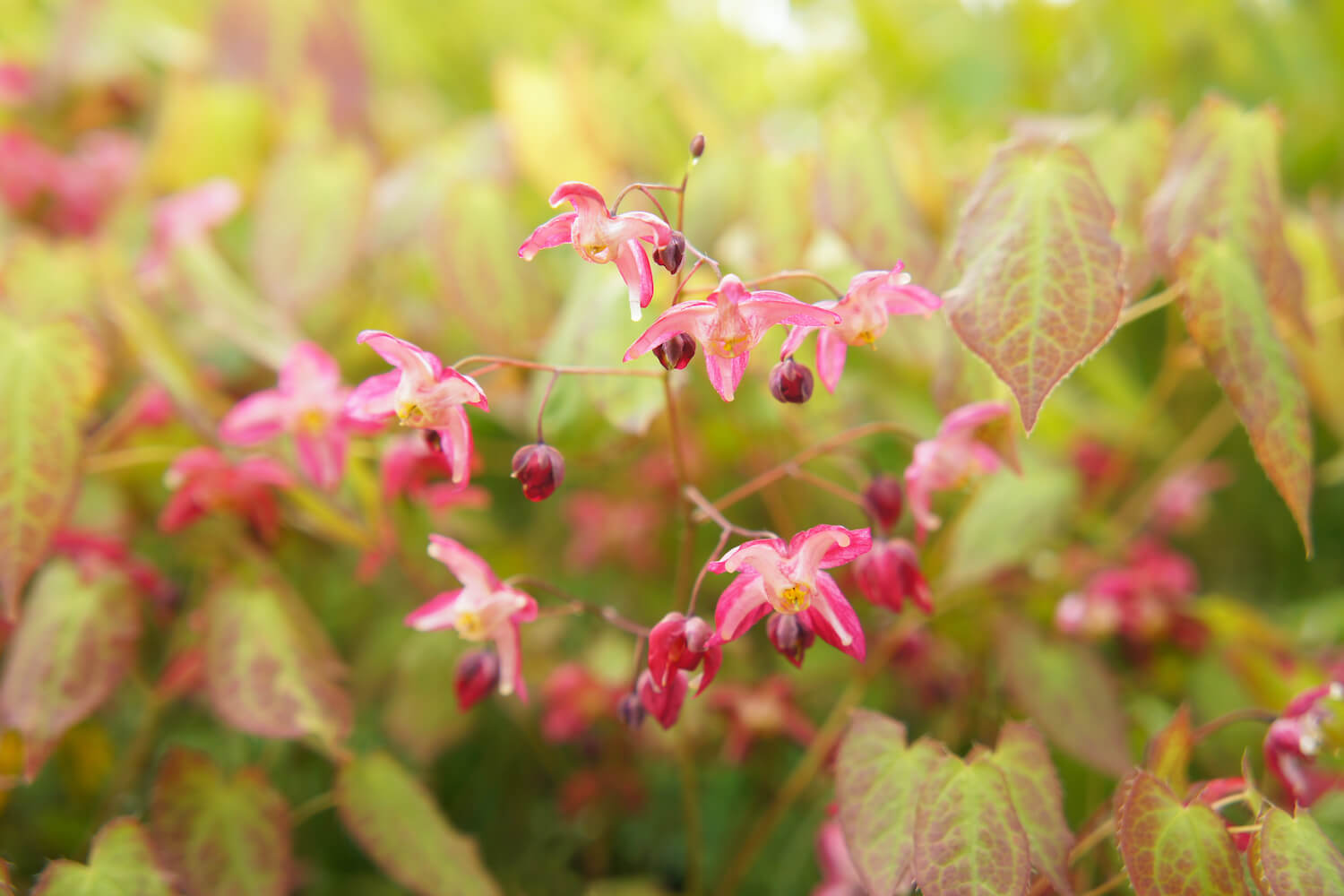 epimedium care