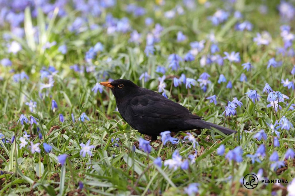 A blackbird in a domestic garden