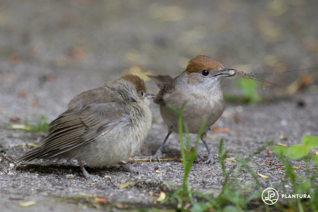 A blackcap mother feeding young blackcap insect