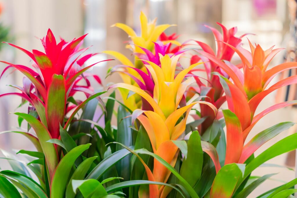 group of red, orange, yellow and pink bromeliad plants