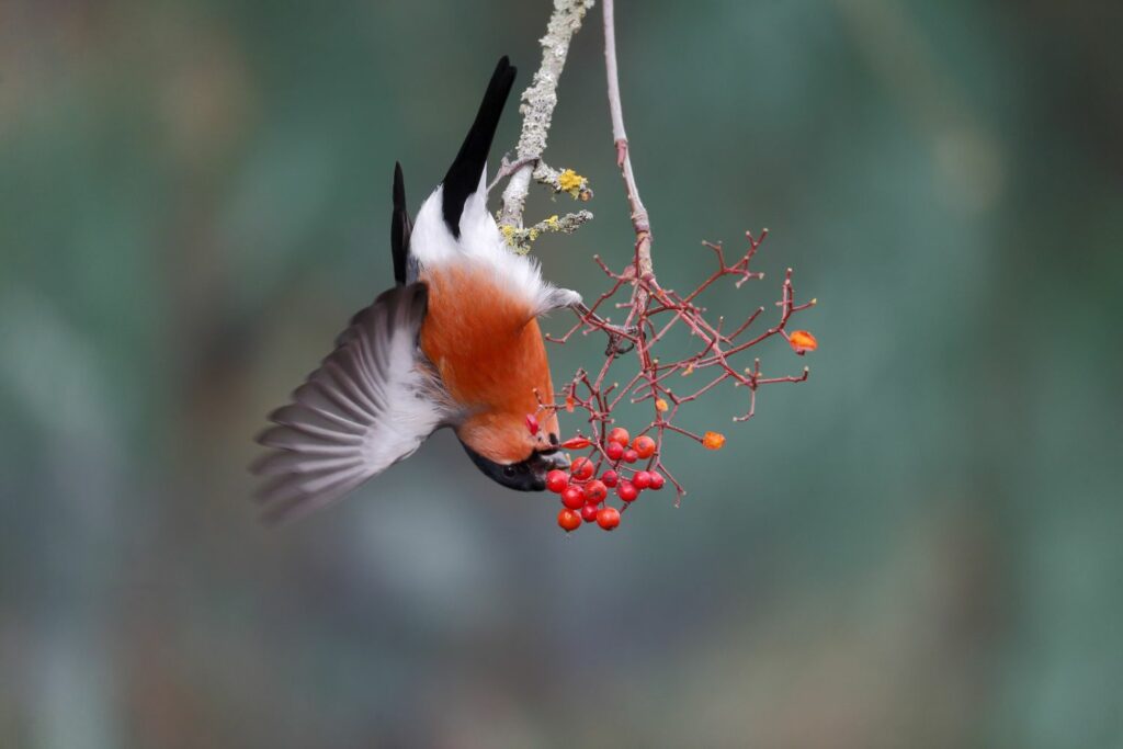 Bullfinch feeding on berries