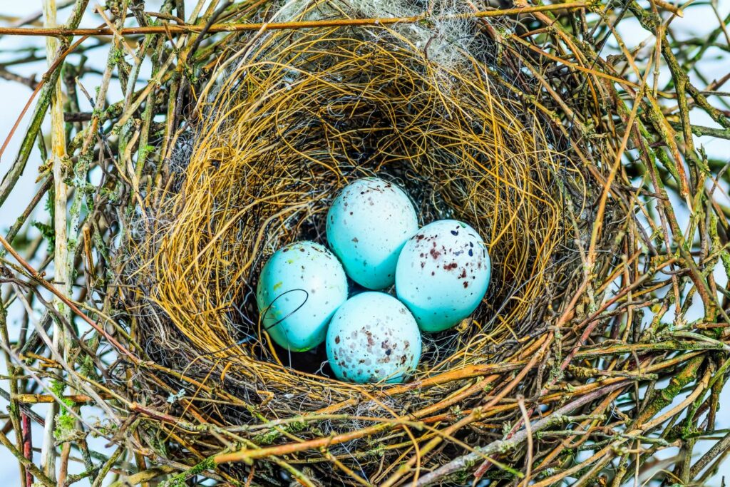 Nest of blue green bullfinch eggs with dark spots