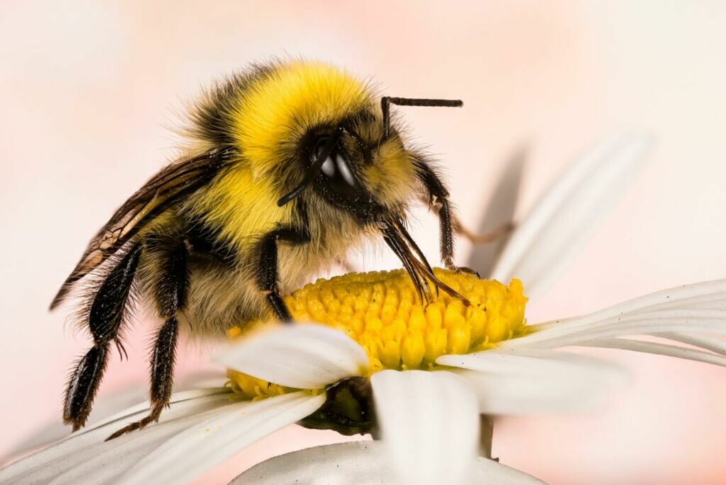 bumblebee pollinating a flower