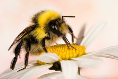 Do bumblebees make honey?