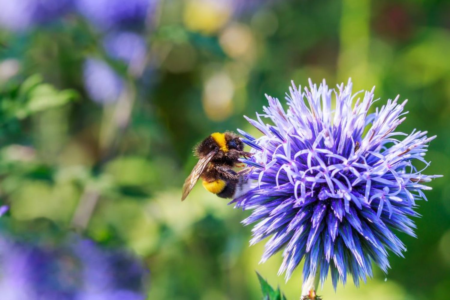 Plants for bumblebees how to attract bumblebees Plantura