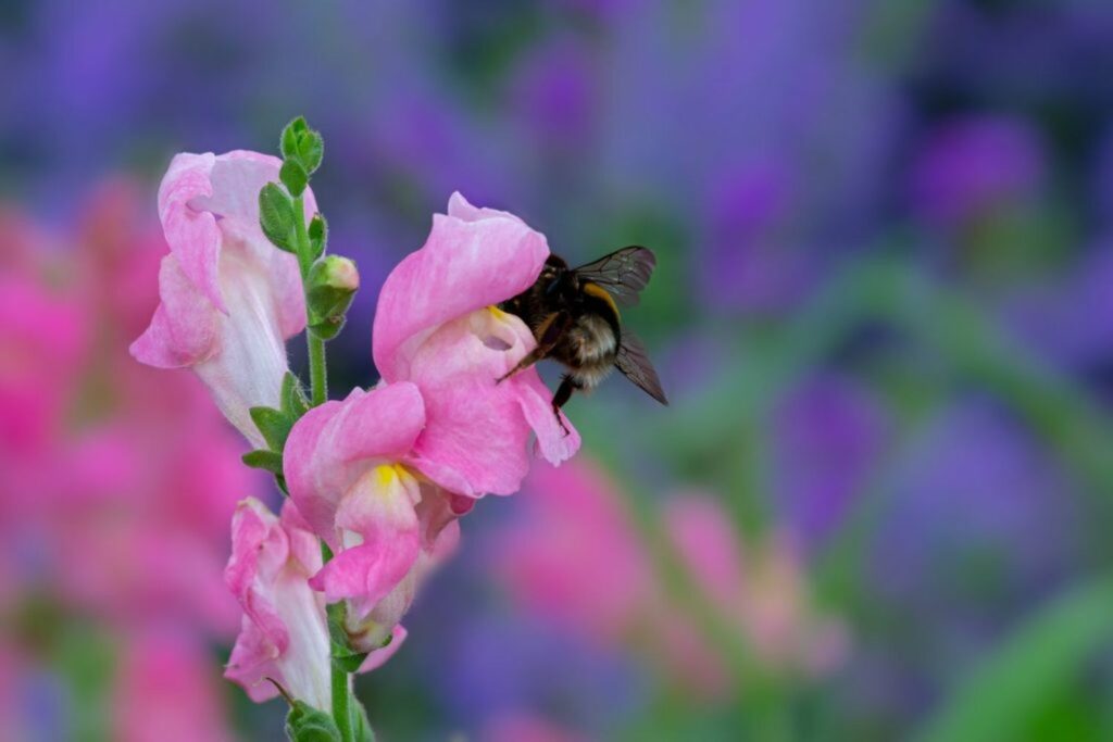 Bumblebee pollinating pink dragon flower
