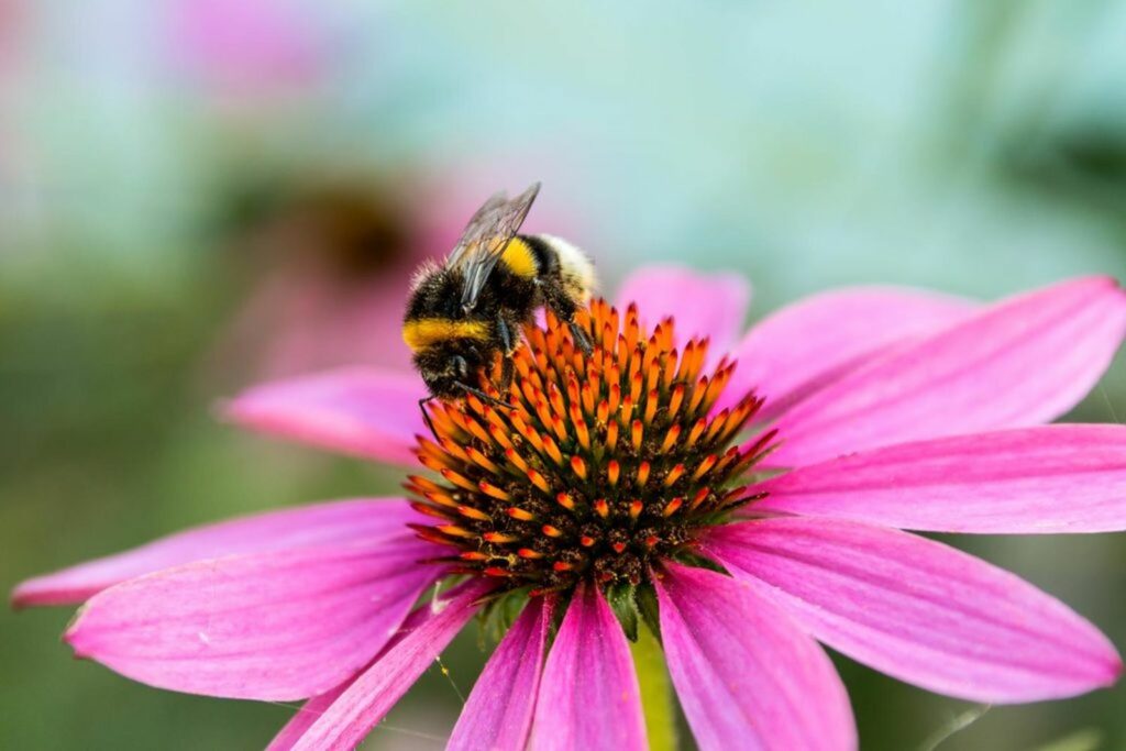 Bumblebee feeding on nectar and pollen