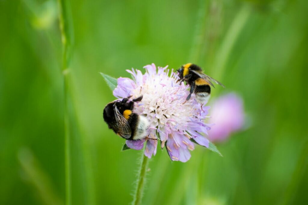 Bumblebees collecting pollen from flower in garden