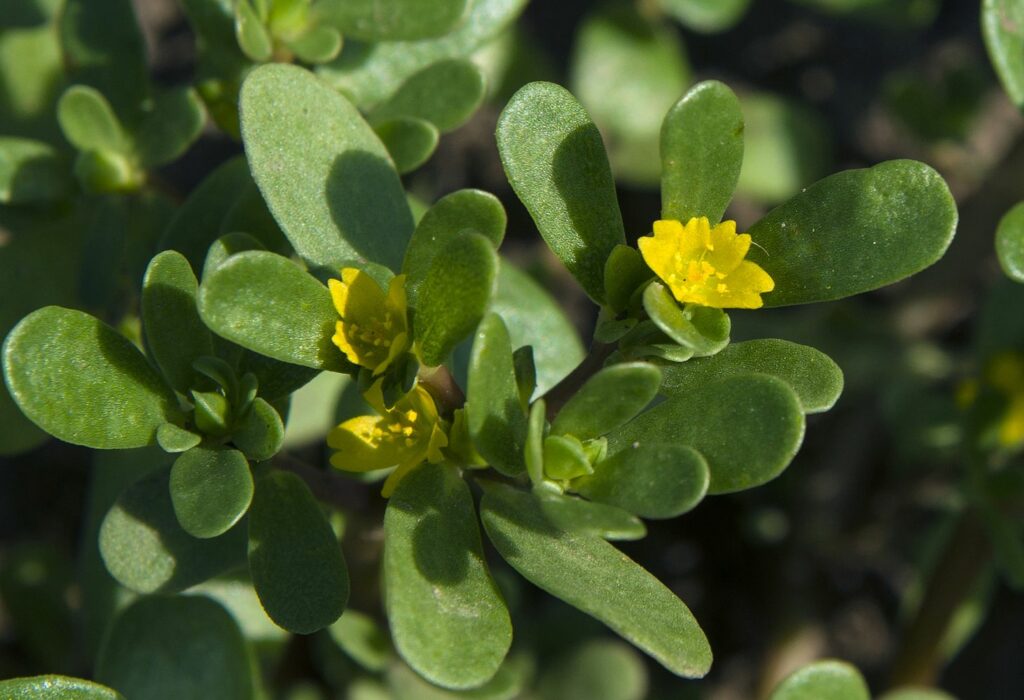 common purslane with yellow flowers