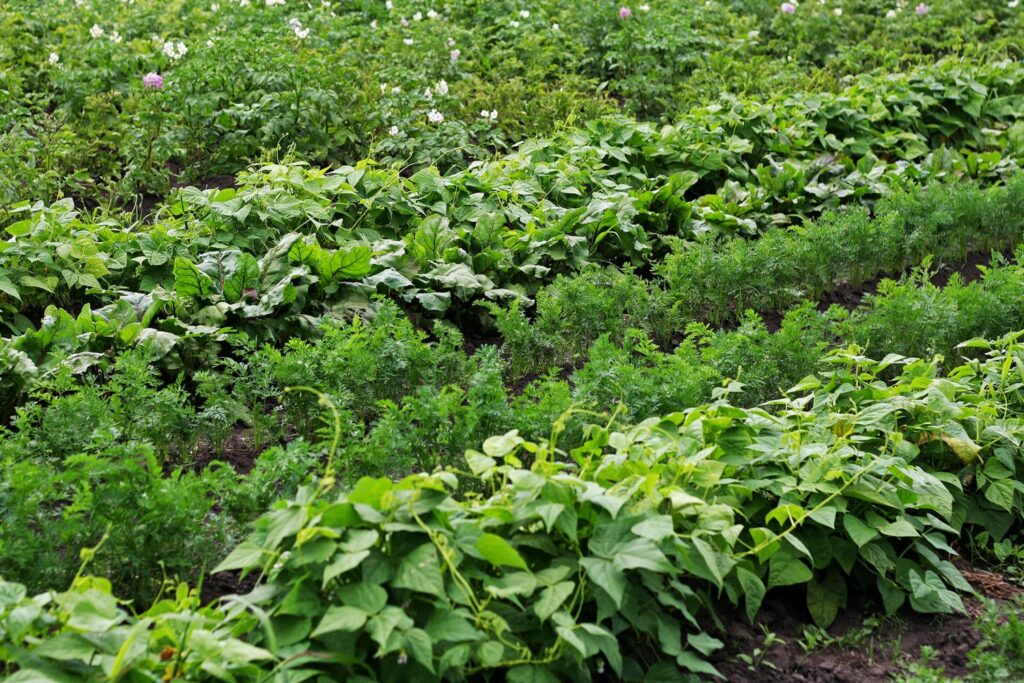 Different plants growing next to potatoes