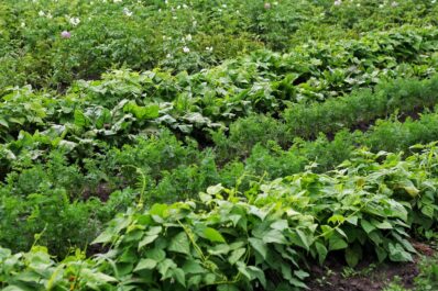 Potato companion plants & crop rotation