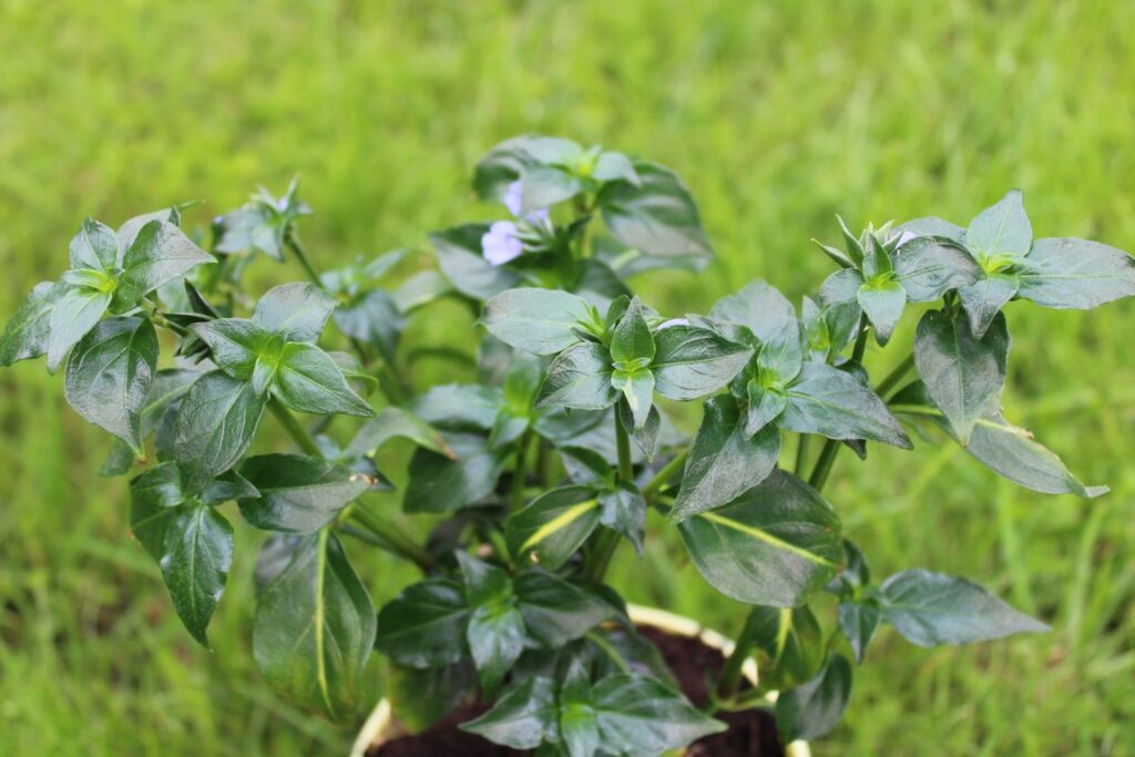 dark green, thick leaves of ushrom plant herb