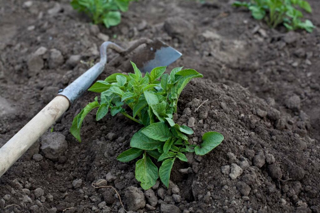 Potato plant ready to earth up