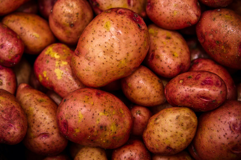 rosara new potato variety with red skin