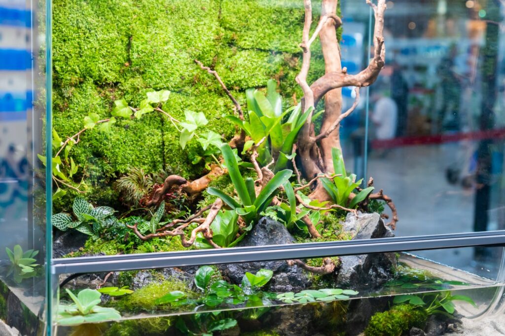 bromeliad growing in terrarium