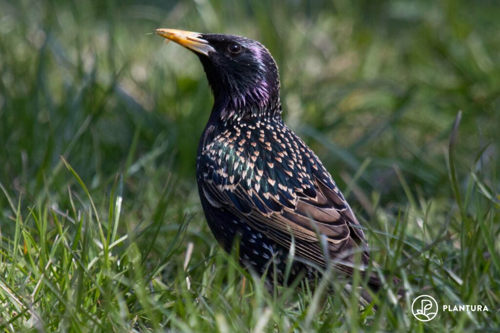 A female starling