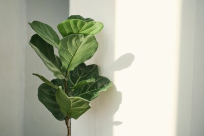 Fiddle-leaf fig: how to grow & care for Ficus lyrata