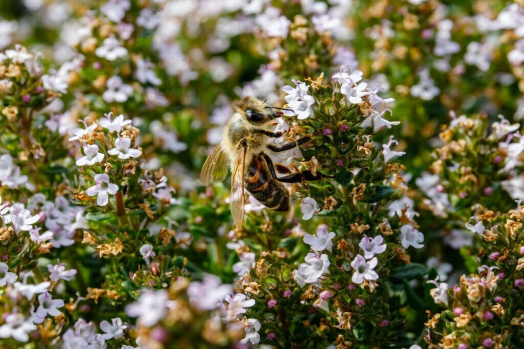 bee feeding on flowering thyme plant 