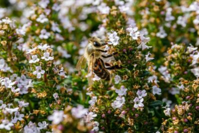 Herbs for bees: the best bee-friendly herbs for the garden
