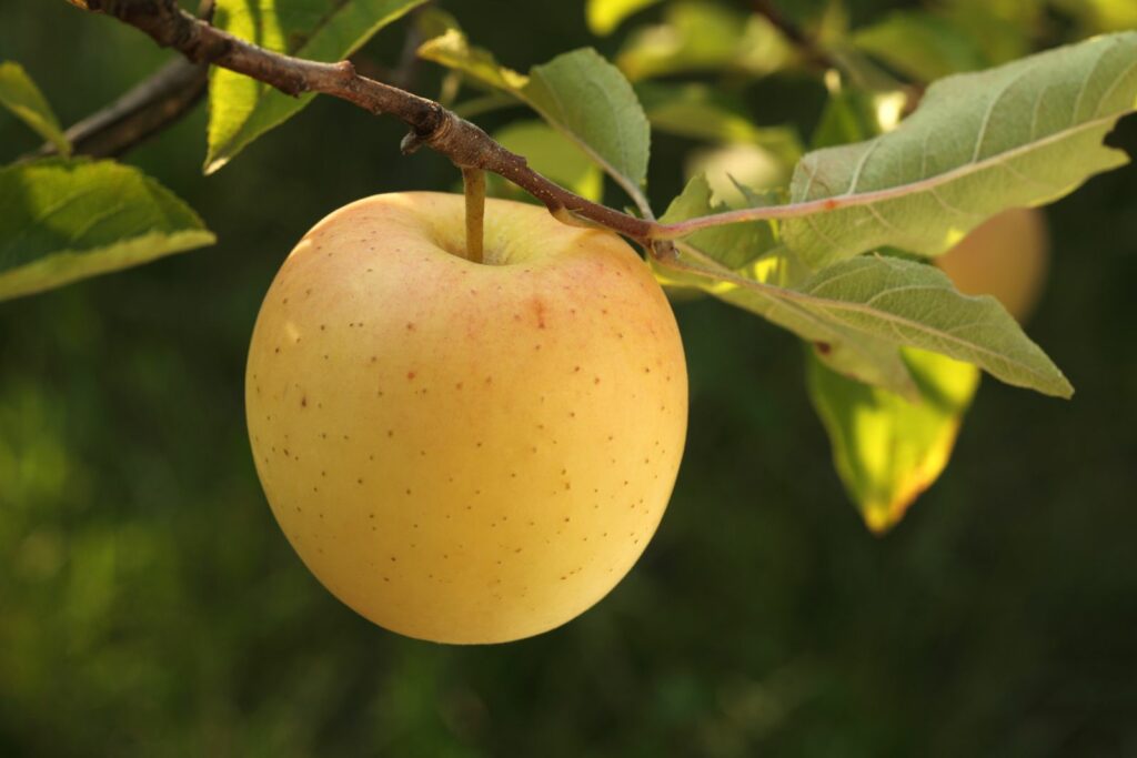 Golden Delicious apple tree: growing & harvesting - Plantura