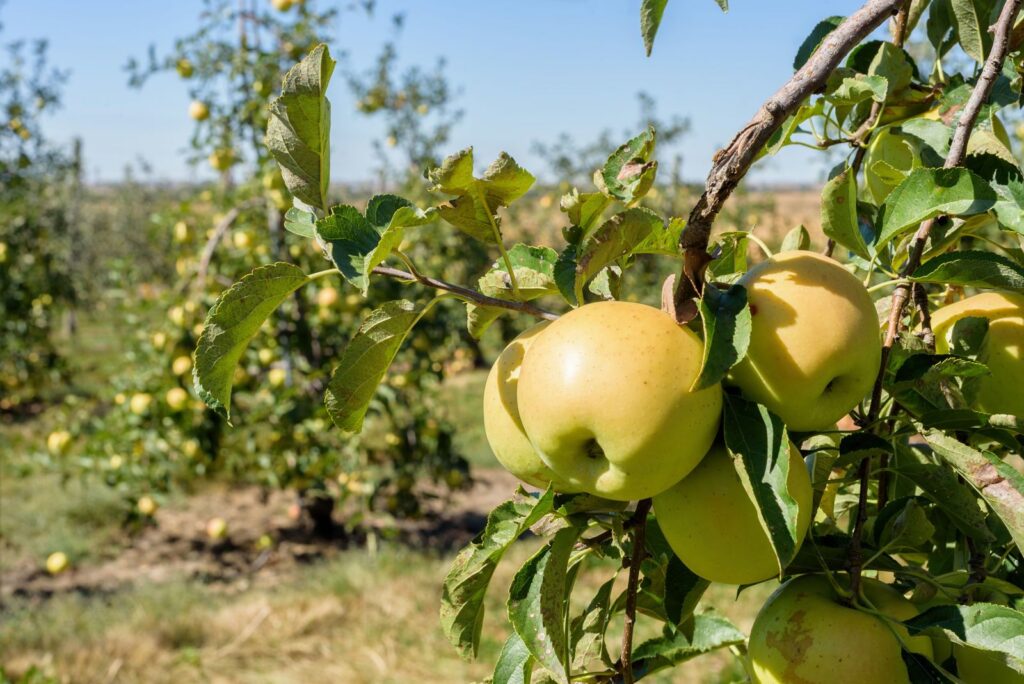 Golden Delicious apple tree: growing & harvesting - Plantura