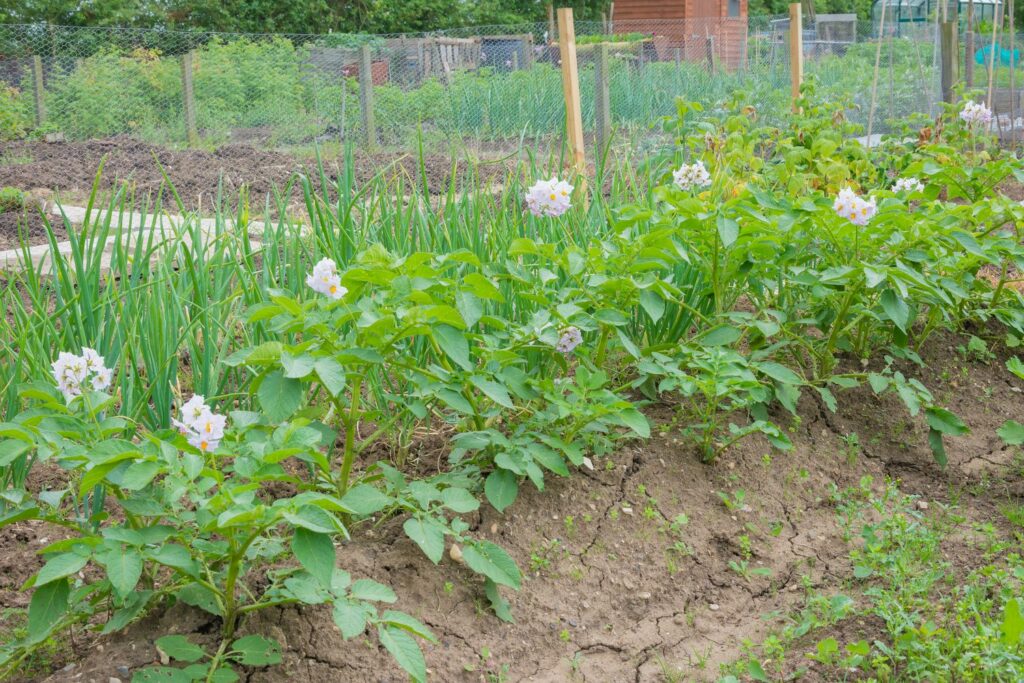 Onions and garlic planted next to potatoes in veg patch 