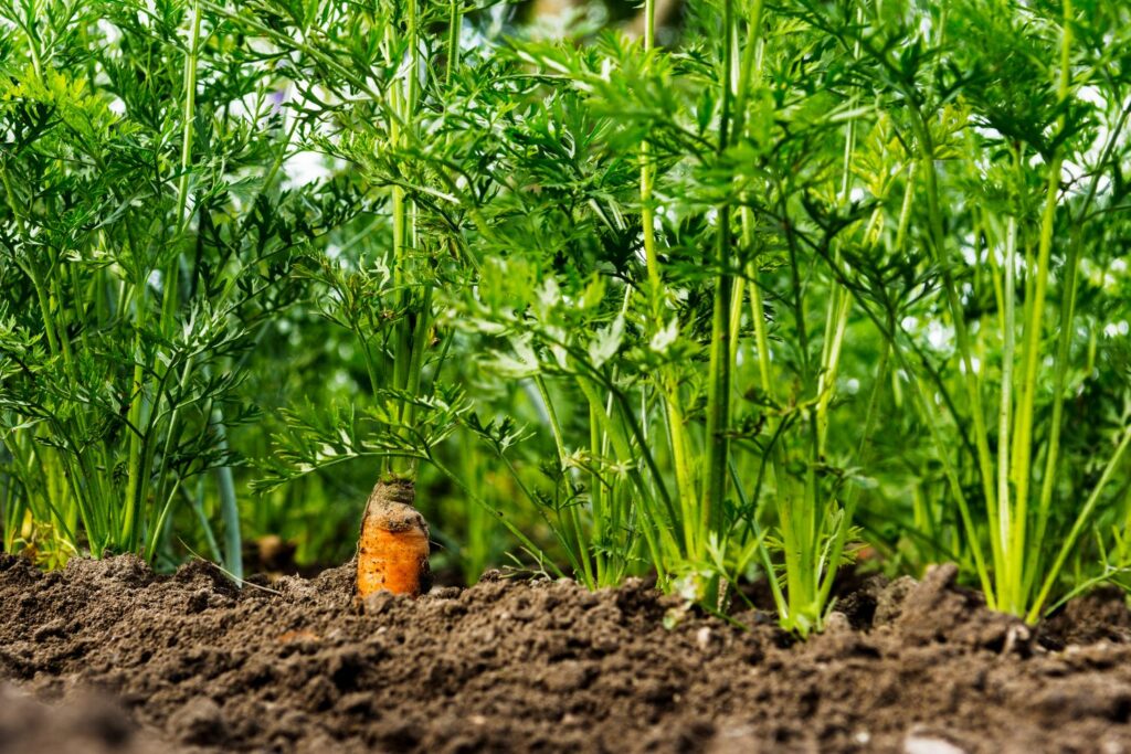 Growing Carrots