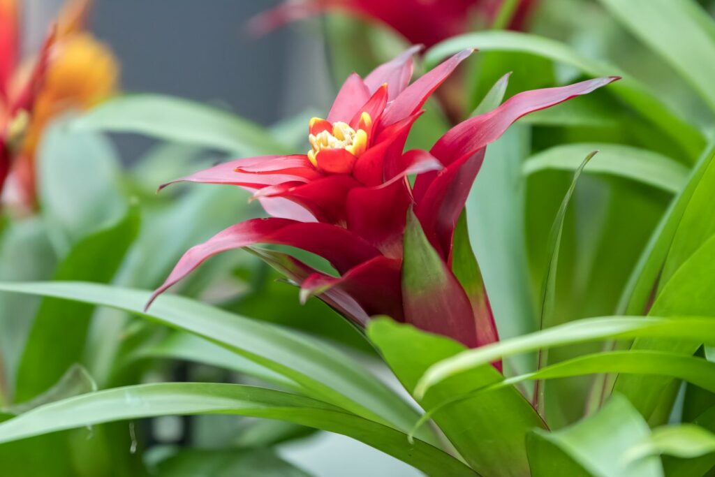 blooming guzmania with red leaves