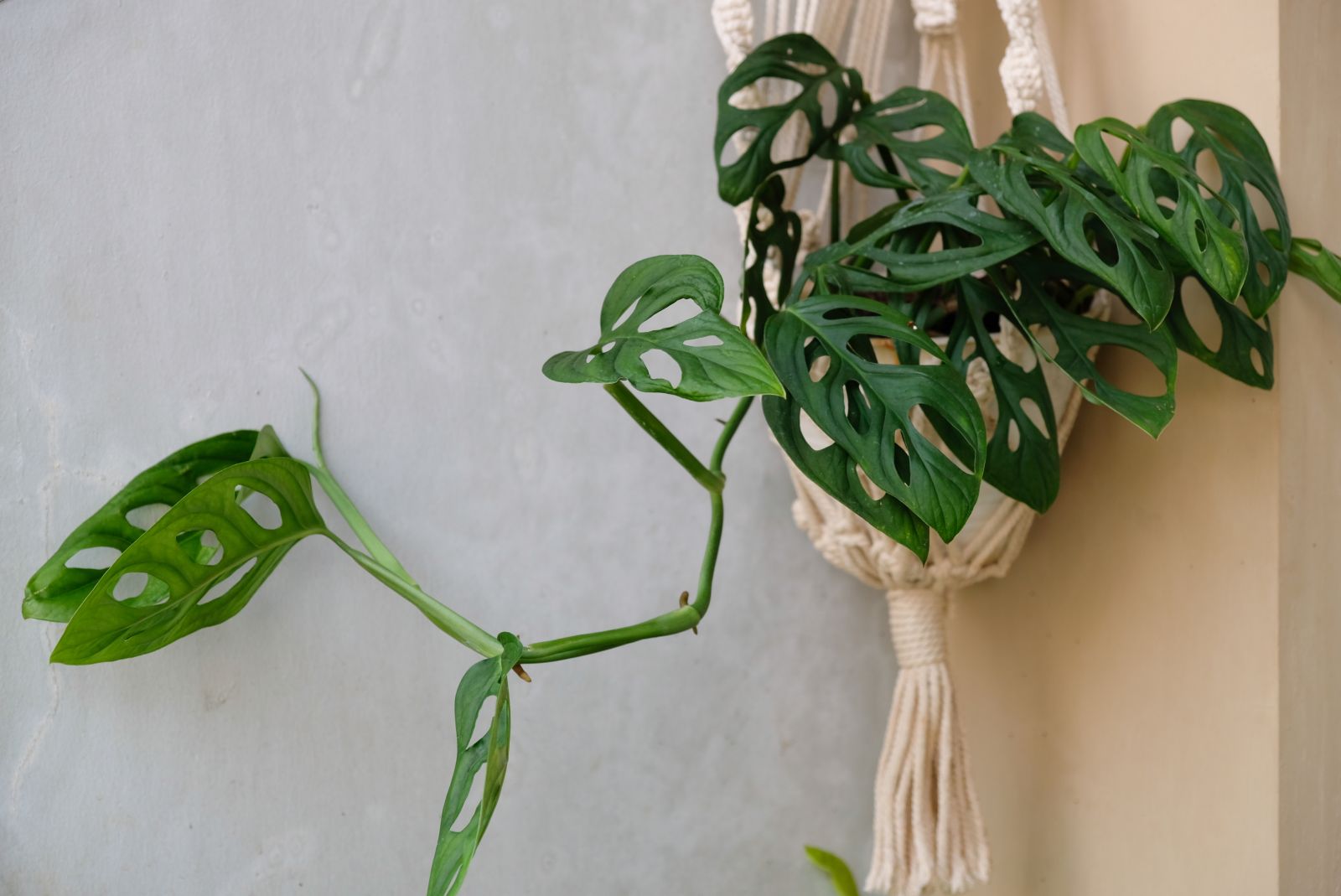 Monstera adansonii: caring & cultivation tips - Plantura