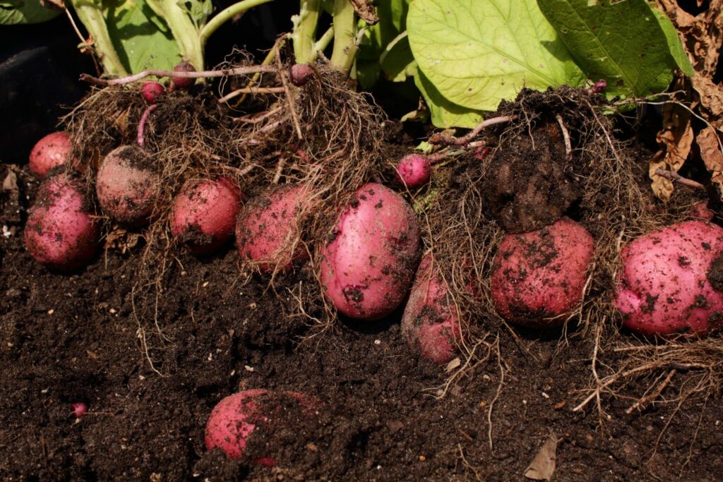 Digging up ripe red skinned potatoes 