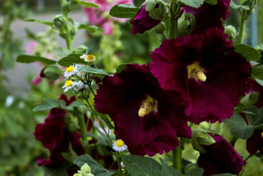 Hollyhock rose-like flowers