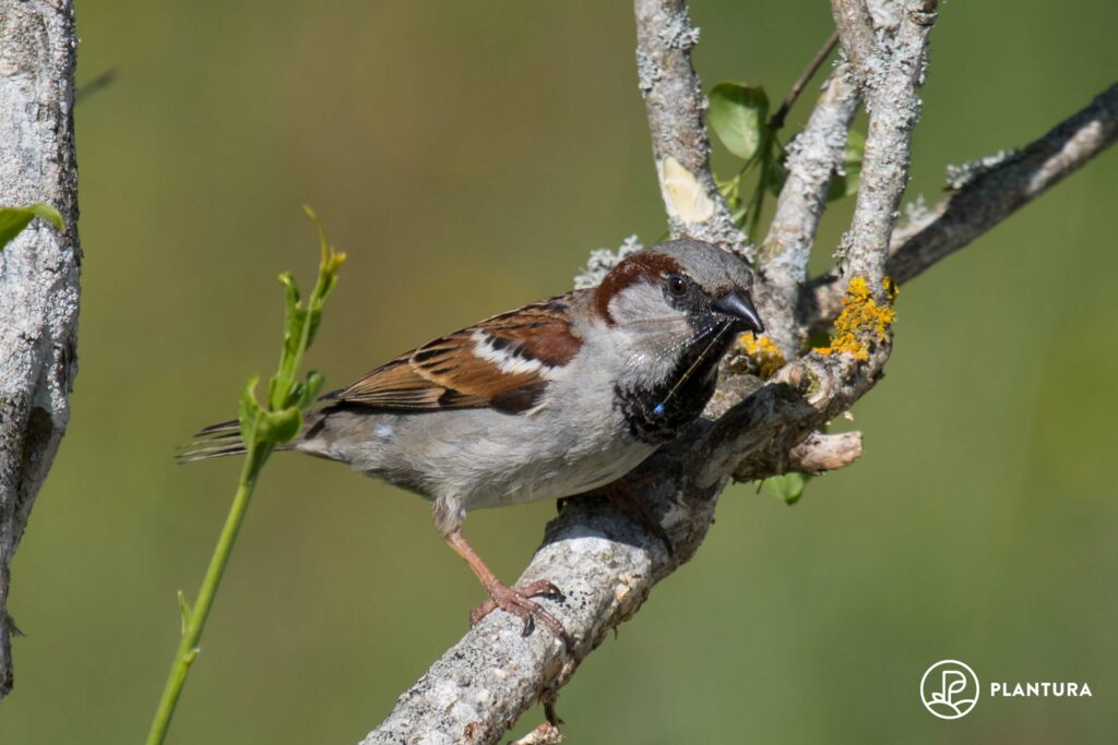 A house sparrow perched on a branch