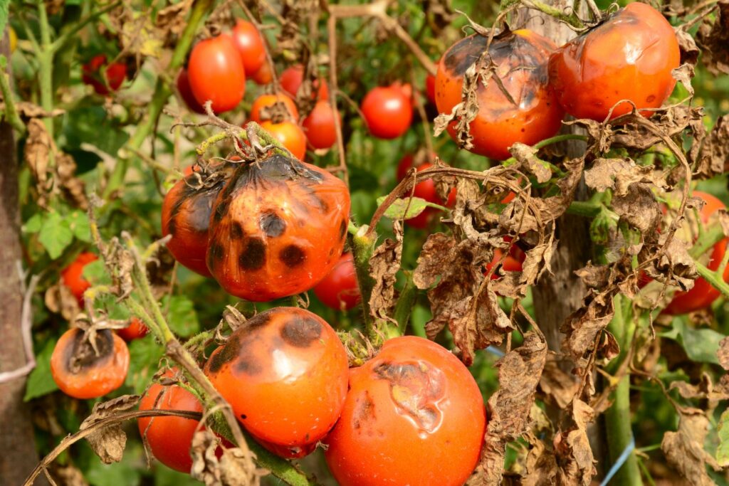 Diseased tomatoes with black spots typical of late blight