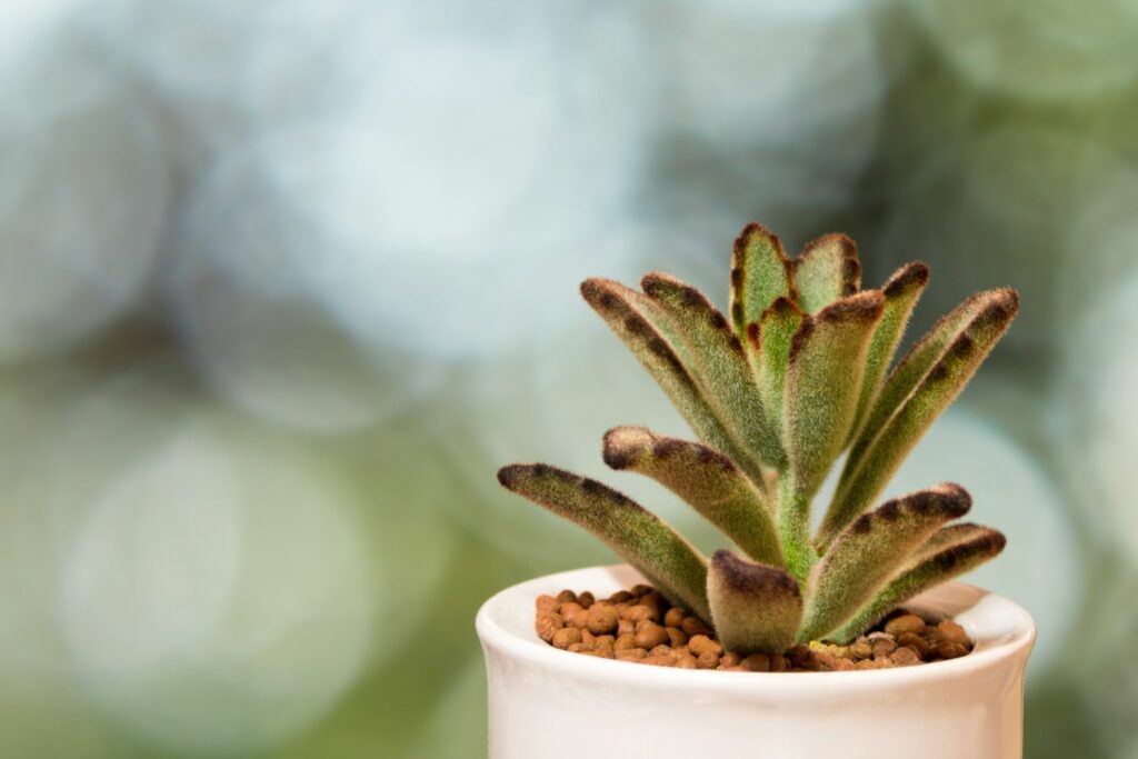 Small potted Kalanchoe tomentosa
