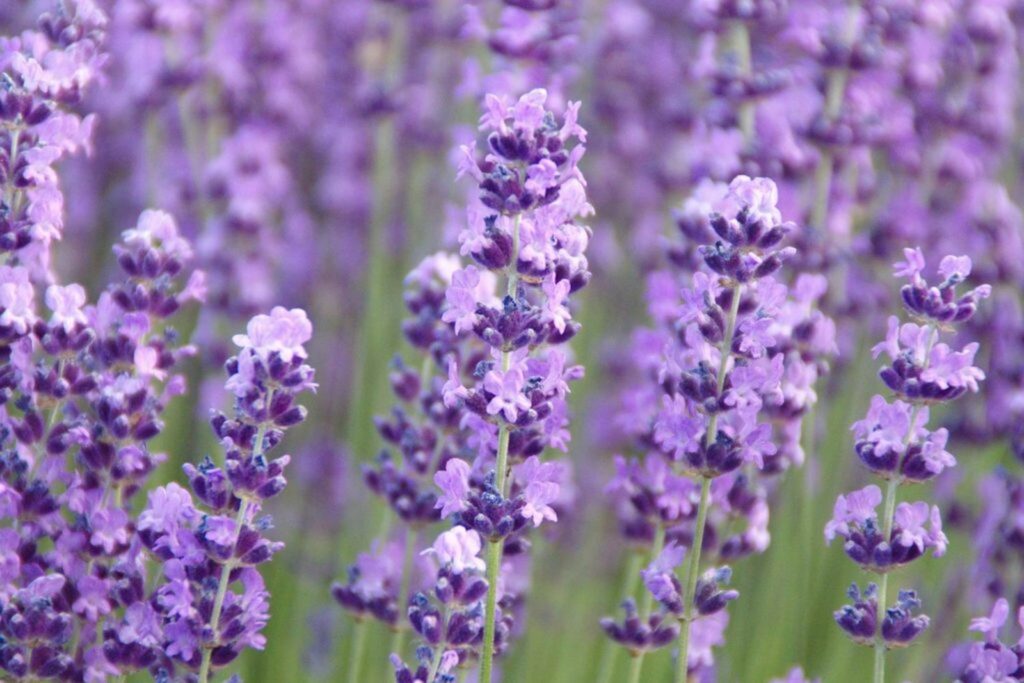 Purple lavender flowers