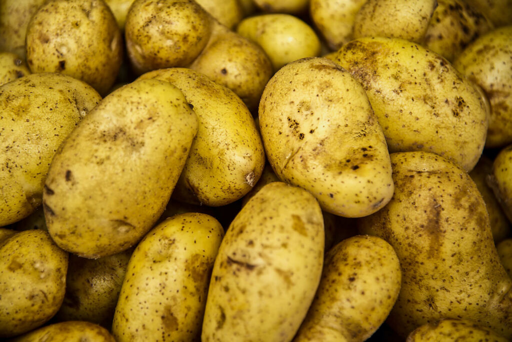 Harvested marabell new potato variety